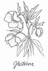 Botanical Hellebore Ausmalbilder Christrose Zeichnen sketch template