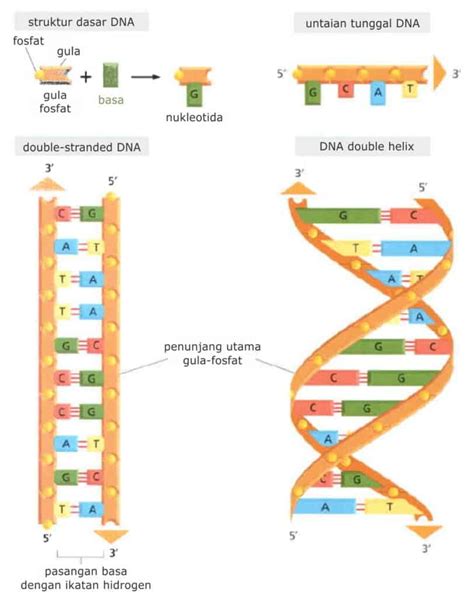 mekanisme replikasi dna deoxyribonucleic acid kedokteran caiherang