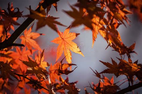 close   maple leaves picture image