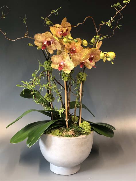 medium phalaenopsis orchid plant arrangement  corte madera ca