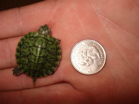 baby red eared slider turtles adopt  baby red eared slider turtle
