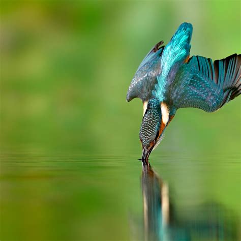 kingfisher bird wallpaper  flying bird catching  fish
