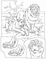 Coloring Pages Pride Lion Color Colouring Animal Book Adult Zoo Printable Getcolorings Animals Family African Library Bobcat Nationalgeographic sketch template