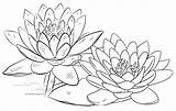 Lotus Coloring Flowers Pages Blooming Beautiful Ages Delightful Five sketch template