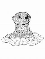 Coloring Pages Animal Adult Animals Otter Adults Printable Book Calm Books Colouring Color Wild Patterns Mandala Sheets Colorings Otters Baby sketch template