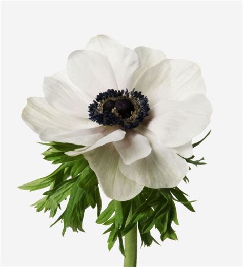 petal white anemone white anemone flower bouquet certified  corp