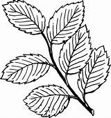 Leaf Elm Clipart Cliparts Library Leaves sketch template