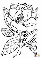 Magnolia Coloring Pages Pelican Drawing Template Brown Printable Flower State Getdrawings Categories sketch template