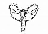 Coloring Female Reproductive Organs Pages Anatomy Edupics sketch template