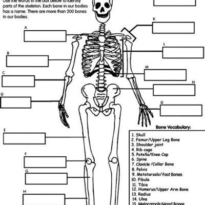 images  skeleton bones labeled worksheets labeled human skeleton diagram  skull