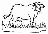Cow Grass Eating Clipart Coloring Hungry Cows Drawing Animal Netart Pages Eat Color Clip Clipartfest Drawings Cliparts Wikiclipart Draw Clipartbest sketch template