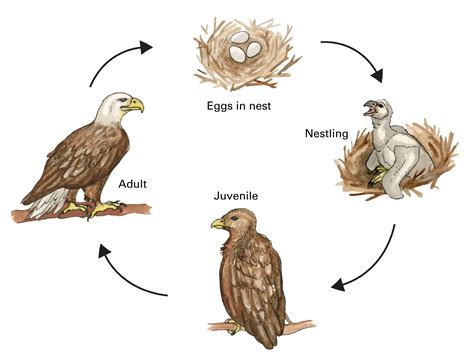 life cycle  philippine eagle