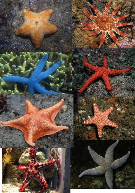 echinoblog   starfish species