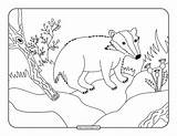 Badger sketch template