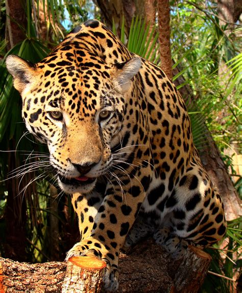 filejunior jaguar belize zoojpg wikipedia
