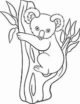Koala Colorear Koalas St3 sketch template