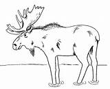 Moose Coloring Pages Printable Kids Animal Drawing Print Template Sheknows Canada Animals Patterns Color Outlines Templates Getdrawings sketch template