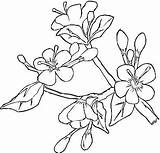 Coloring Blossom Cherry Dogwood Tree Apple Flower Pages Printable Ume Color Colouring Sakura Getcolorings 388px Spring 02kb Designlooter Drawn Kids sketch template