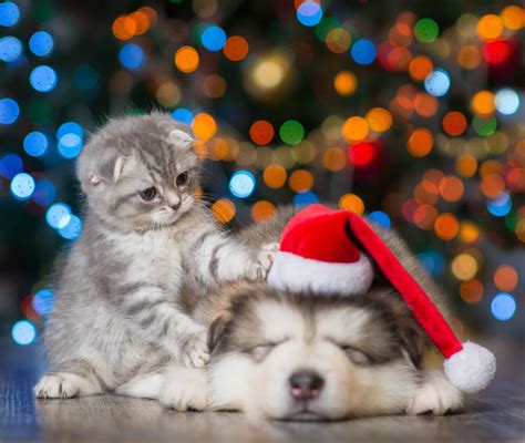 adorable animals celebrating christmas