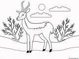 Antelope Antilope Tegninger Farvelægning sketch template