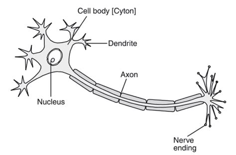 draw  labelled diagram   neuron