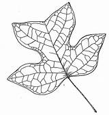Coloring Maple Sugar Library Clipart Liriodendron Tulipifera Tattoo sketch template