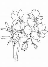 Orchid Coloring Pages Orchids Books Popular Kids Categories Similar sketch template
