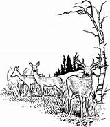 Deer Scene Wood Pyrography Drawing Burning Patterns Stencils Animals Scenes Stencil Animal Sketch Stampin Stamps Woodburning Drawings Carving Coloring Glass sketch template