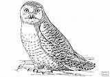 Owl Coloring Pages Realistic Snowy Coloringbay sketch template