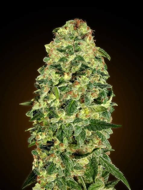 cali kush strain review marijuana seeds growyour