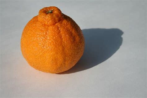 sumo orange orange organic ingredients fruit