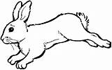 Clipart Hopping Bunny Cliparts Library Hare sketch template