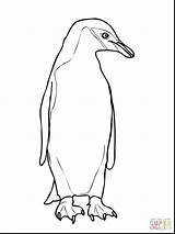 Penguin Coloring Chinstrap Drawing Emperor Outline Printable Pages Cute Penguins Adelie Getcolorings Getdrawings Color Paintingvalley Comments sketch template