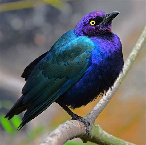 african starling colorific pinterest