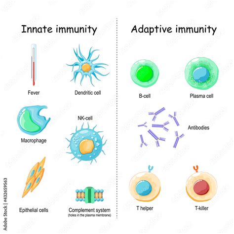 innate  adaptive immunity comparison  difference stock vector adobe stock