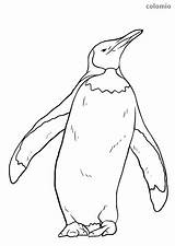 Pinguin Königspinguin Penguin Pinguine Ausdrucken Malvorlage Ausmalbild Ausmalen Kostenlos Malvorlagen sketch template