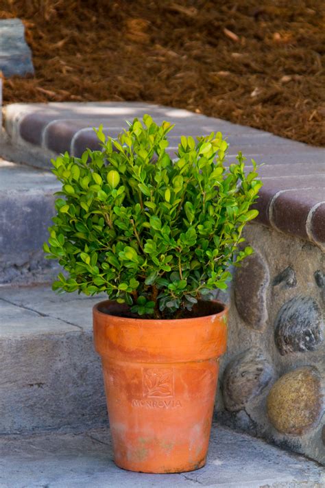 dwarf english boxwood dwarf english boxwood english boxwood topiary forms