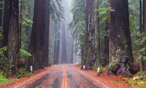 The Most Beautiful Forests In The World Huffpost