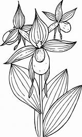Lady Slipper Orchid Flower Clipart Mountain Drawing Slippers Simple Transparent Getdrawings Clipground Ladys Webstockreview sketch template