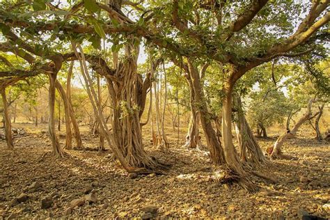 trees national parks incredible india rajasthan india