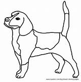 Coloring Dog Beagle Pages Breed sketch template