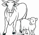 Mucche Mucca Lembu Vitello Cows Kanak Webtech360 Mewarna Kreatif Membuat Getcolorings sketch template