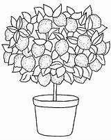 Tree Lemon Clipart Coloring Limon Cliparts Template Pages Arbol Library Pot sketch template
