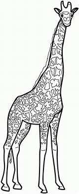 Giraffe Dieren sketch template