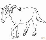 Horse Coloring Pages Palomino Horses Welsh Color Print Drawing Pony Printable Outlines Rearing Cute Gypsy Vanner Draft Shetland Kids Getcolorings sketch template