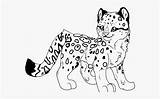 Leopard Coloring Baby Clipart Clipartkey sketch template