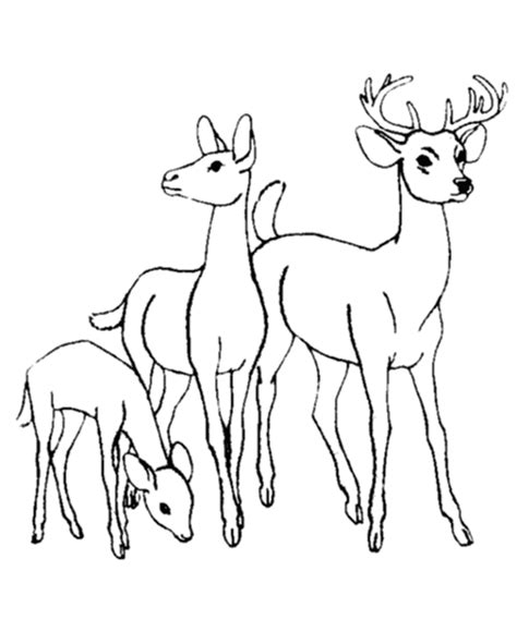 baby deer coloring pages coloring home