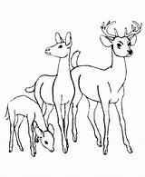 Coloring Deer Pages Baby Printable Popular sketch template