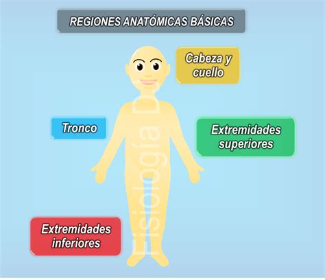 fisiologia dj anatomia regiones anatomicas basicas