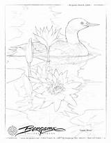 Loon Coloring Common Pages Getcolorings Printable sketch template